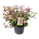 GRM PHOTINIA FRASERI LITTLE RED ROBIN