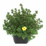 GRM POTENTILLA KOBOLD 2 L 20-30