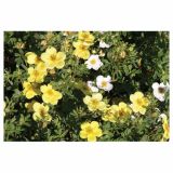 GRM POTENTILLA KOBOLD 2 L 20-30