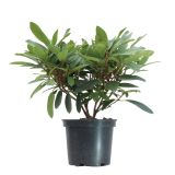 GRM RODODENDRON PFAUENAUGE