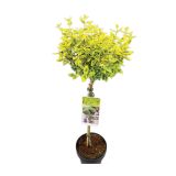 GRM RUMENO LISTNA TRDOLESKA NA STEBLU