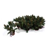 GRM SKIMIJA JAPONICA RUBELLA