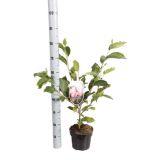 GRM SULANŽEVA MAGNOLIJA