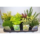 ZIMZELENI MIX GRMOV L13