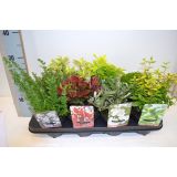 ZIMZELENI MIX GRMOV L13