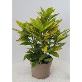 GRMOVNICA OKRASNA V LIST. AUCUBA JAP. VARIEGATA L3 L