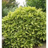 GRMOVNICA OKRASNA V LIST. AUCUBA JAP. VARIEGATA L3 L