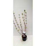 GRMOVNICA OKRASNA V LIST. BELI DREN SIBERIAN PEARLS