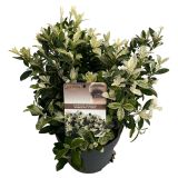 GRMOVNICA OKRASNA V LIST. JAPONSKA TRDOLESKA L23