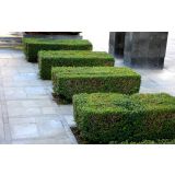 GRMOVNICA OKRASNA V LIST. LIGUSTER L18 V70