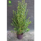 GRMOVNICA OKRASNA V LIST. LIGUSTER L18 V70