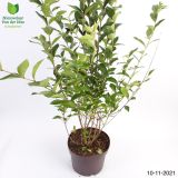 GRMOVNICA OKRASNA V LIST. LIGUSTER L18 V70