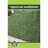 GRMOVNICA OKRASNA V LIST. LIGUSTER L18 V70