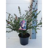 GRMOVNICA OKRASNA V LIST. LONICERA RED TIPS L17