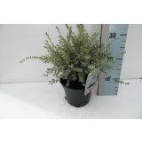 GRMOVNICA OKRASNA V LIST. LONICERA SILVER BEAUTY L17