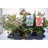 GRMOVNICA OKRASNA V LIST. MIX L17