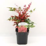 GRMOVNICA OKRASNA V LIST. NANDINA DOM. OBSESSED L 2L