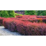 GRMOVNICA OKRASNA V LIST. NAVADNI ČEŠMIN L18