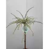 GRMOVNICA OKRASNA V LIST. PANEŠPLJICA ATROP. VARIEGATUS NA DEBLU L4 L