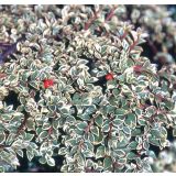 GRMOVNICA OKRASNA V LIST. PANEŠPLJICA ATROP. VARIEGATUS NA DEBLU L4 L