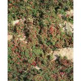 GRMOVNICA OKRASNA V LIST. POLEGLA PANEŠPLJA COOPER L9