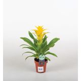 GUZMANIJA DIANA GUZMANIJA L12