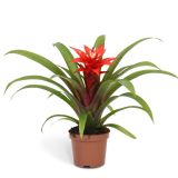 GUZMANIJA CONFETTI RDEČA L9