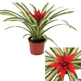 GUZMANIJA SUE ANNE RDEČA L9