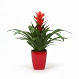 GUZMANIJA V OKRAS. LONČKU L14 CM