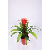 GUZMANIJA V OKRASNEM LONČKU L14