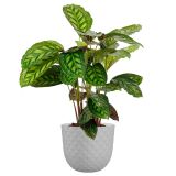 PE ZUNANJI LONEC HAVANA TROPICAL GRANITE 20CM