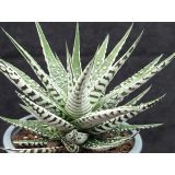 HAVORTIJA BIG BAND L10.5 CM