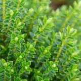 HEBA GREEN GLOBE L10.5 CM