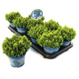 HEBA GREEN GLOBE L12 CM