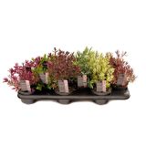 HEBA MAGIC COLOURS L10.5