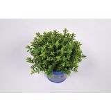 TRAJNICA HEBE, JETIČNIK ARMSTRONGI GREEN BOYS MIX