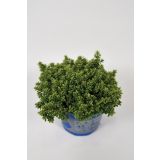 TRAJNICA HEBE, JETIČNIK ARMSTRONGI GREEN BOYS MIX