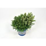 TRAJNICA HEBE, JETIČNIK L13