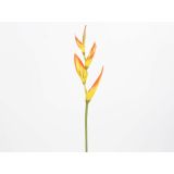 HELIKONIJA VEJICA 69CM