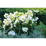 TELOH VOLMARY HELLEBORUS NIGER WINTERSUN-BOŽIČNI L14
