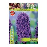 POMLADI CVETOČA ČEBULICA HOLLAND BULB MARKET HIACINTA CRYSTAL PALACE 15/16