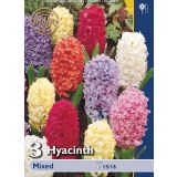 POMLADI CVETOČA ČEBULICA HOLLAND BULB MARKET HIACINTA MIXED 15/16 3KOS