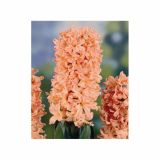 POMLADI CVETOČA ČEBULICA HOLLAND BULB MARKET HIACINTA SINGLE ODYSSEUS 15/16 3KOS