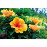 CVETOČA SOBNA RASTLINA HIBISKUS