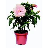 HIBISKUS L17 VIŠ 55CM