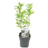 HIBISKUS SIRSKI, HAMABO L17