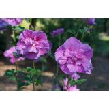 HIBISKUS Z DVOJNIMI CVETOVI (CHIFFON) L19 CM