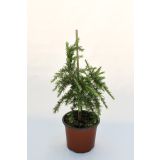 IGLAVEC HIMALAJSKA CEDRA 'FEELIN BLUE' L18