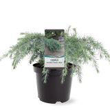 CEDRA HIMALAJSKA FEELIN' BLUE L19