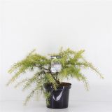 CEDRA HIMALAJSKA GOLDEN HORIZON L19